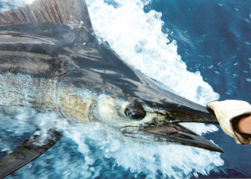 Deep Sea Fishing for Sailfish is productive from Hollywood to South Beach