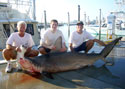 Miami Fishing Charters catch Hammerhead Sharks