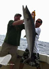 A fishing charter off Miami Beach produced this huge Kingfish