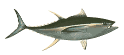 Yellowfin Ahi