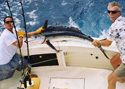 This Sailfish is on the leader and coming in