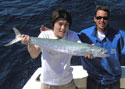 Between Hollywood and Miami Beach there are plenty of Kingfish