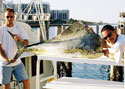 Deep Sea Fishing Charters aboard "Old Hat" can produce exciting catches!