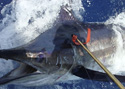 A huge Sailfish caught while Sport Fishing off Miami Beach