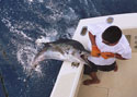 Old Hat Fishing Charters welcomes another Sailfish aboard
