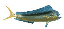 Dolphin (Mahi Mahi) (Dorado)