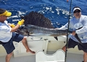 Another Sailfish caught off the coast of Miami.